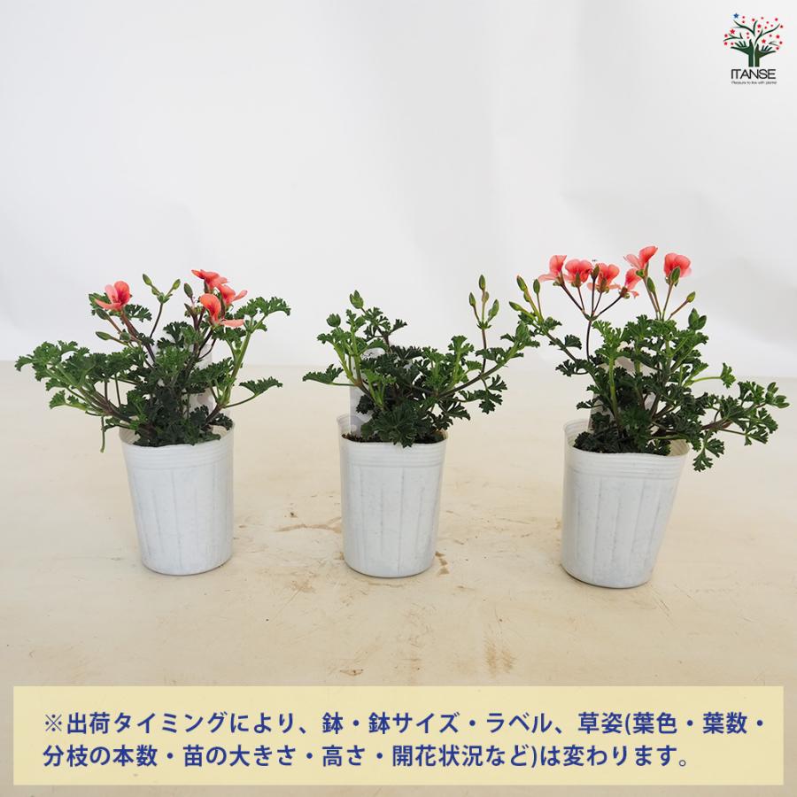 ペラルゴニウム エンジェルアイズオレンジ ハーブの苗 3号/お買い得2個