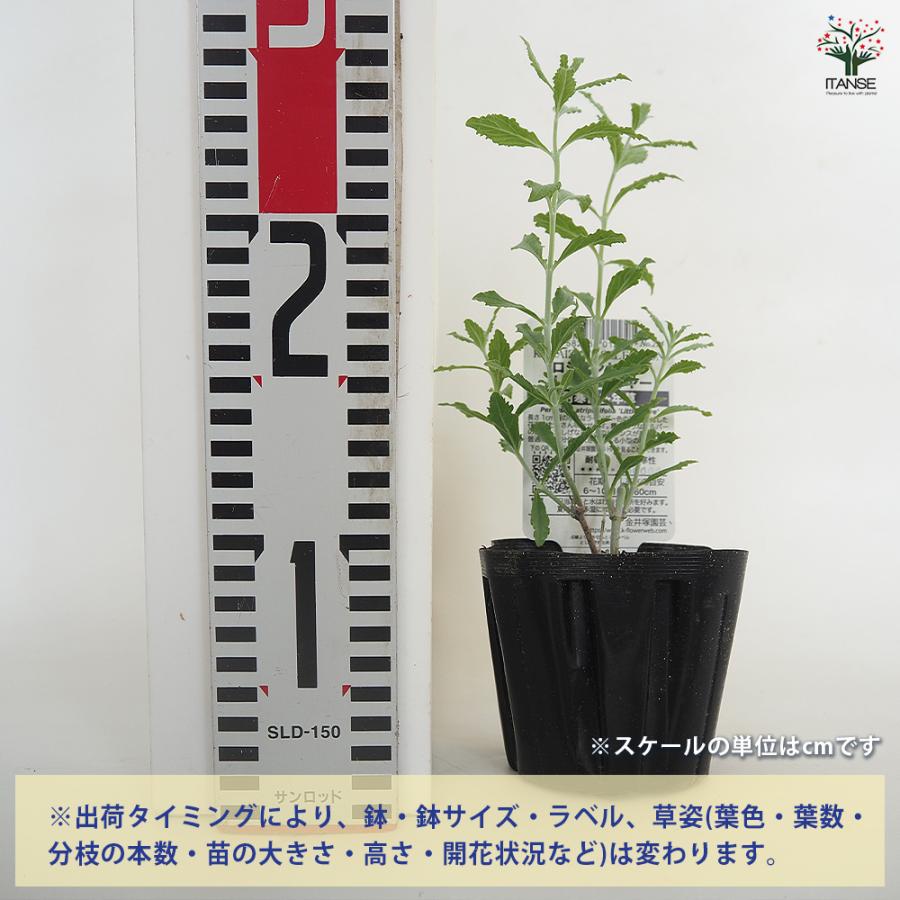 ロシアンセージ リトルスパイヤー ハーブの苗 3.5号/お買い得4個セット