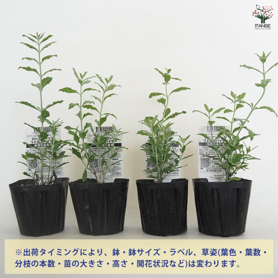 ロシアンセージ リトルスパイヤー ハーブの苗 3.5号/お買い得4個セット
