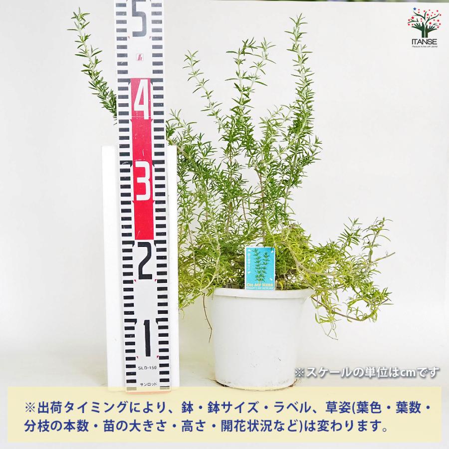 ローズマリー プロストラータス ハーブの苗 5号/1個売り ローズマリー
