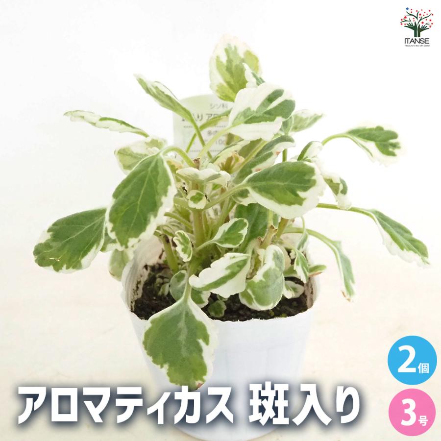 アロマティカス 斑入り ハーブの苗 3号/お買い得2個セット ハーブ