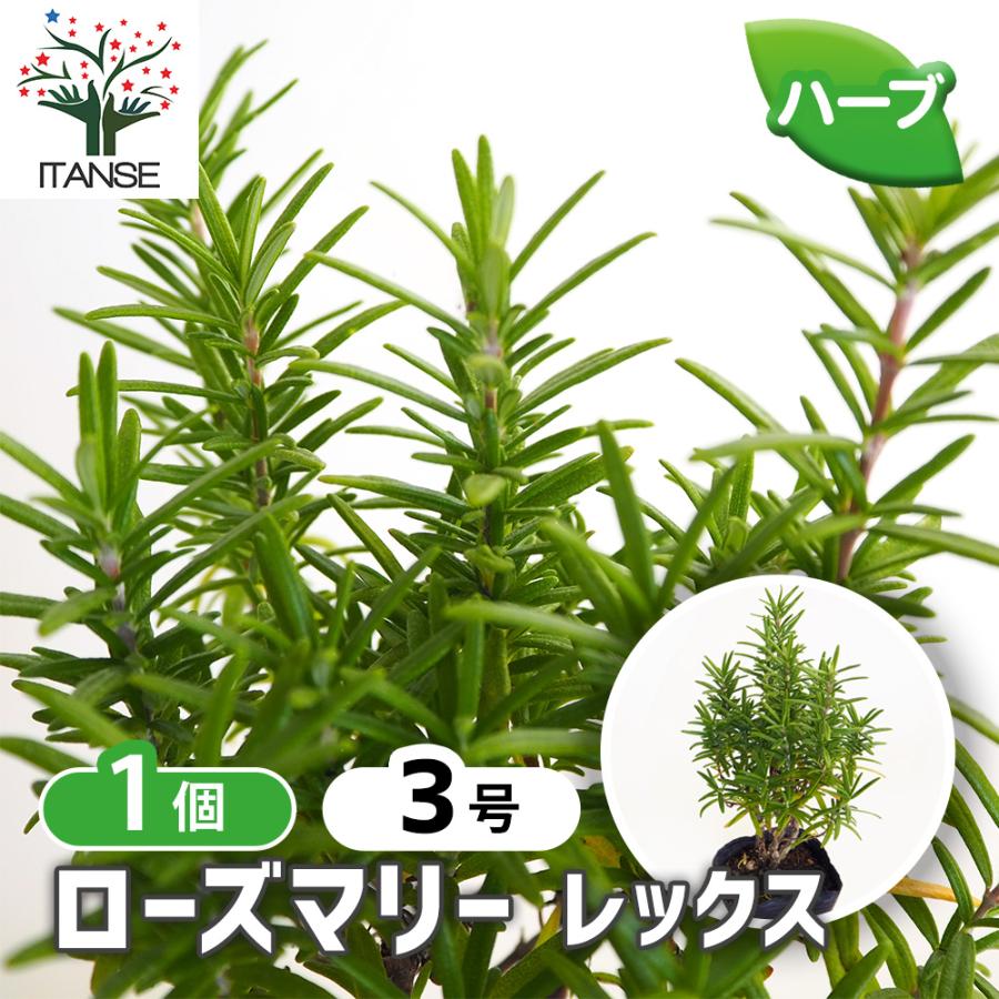 ローズマリー レックス ハーブの苗 3号/1個売り ローズマリーの苗 herb