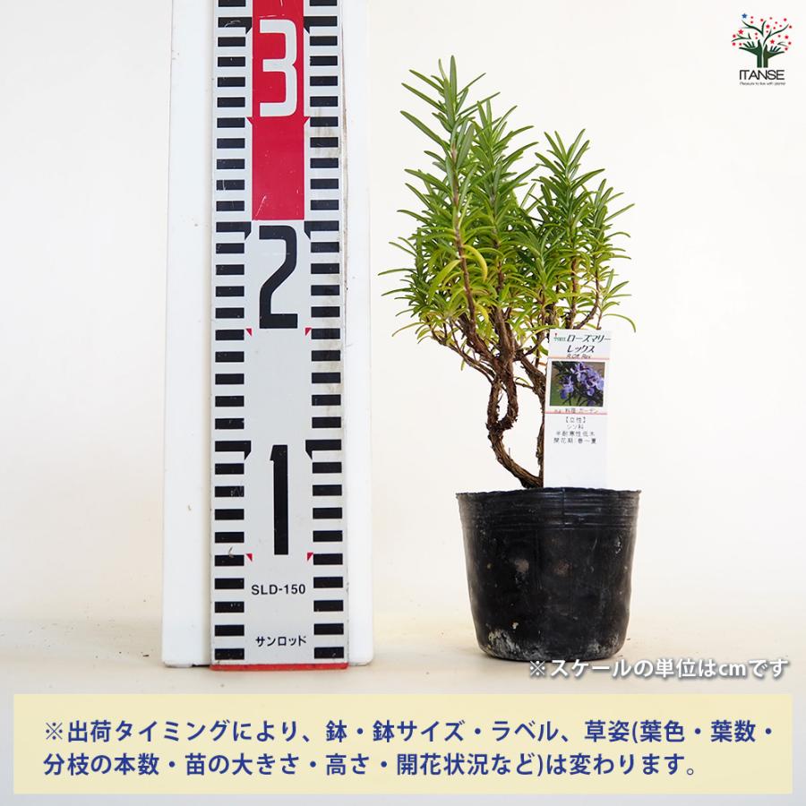 ローズマリー レックス ハーブの苗 3号/1個売り ローズマリーの苗 herb