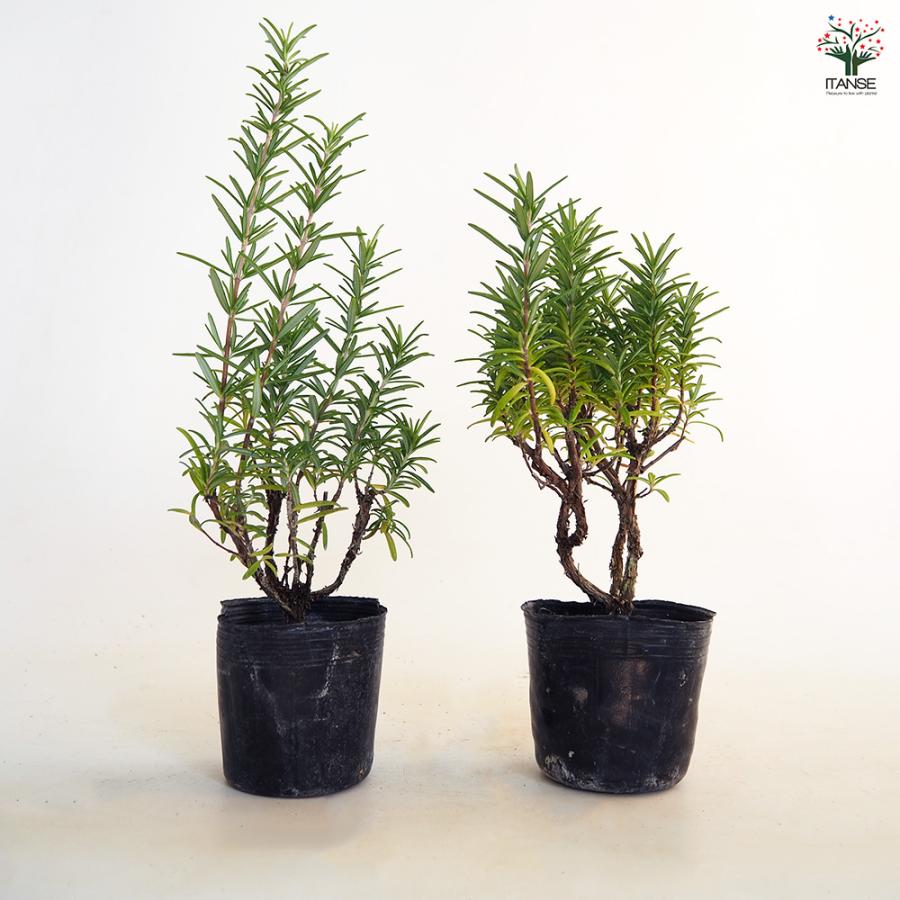 ローズマリー レックス ハーブの苗 3号/1個売り ローズマリーの苗 herb
