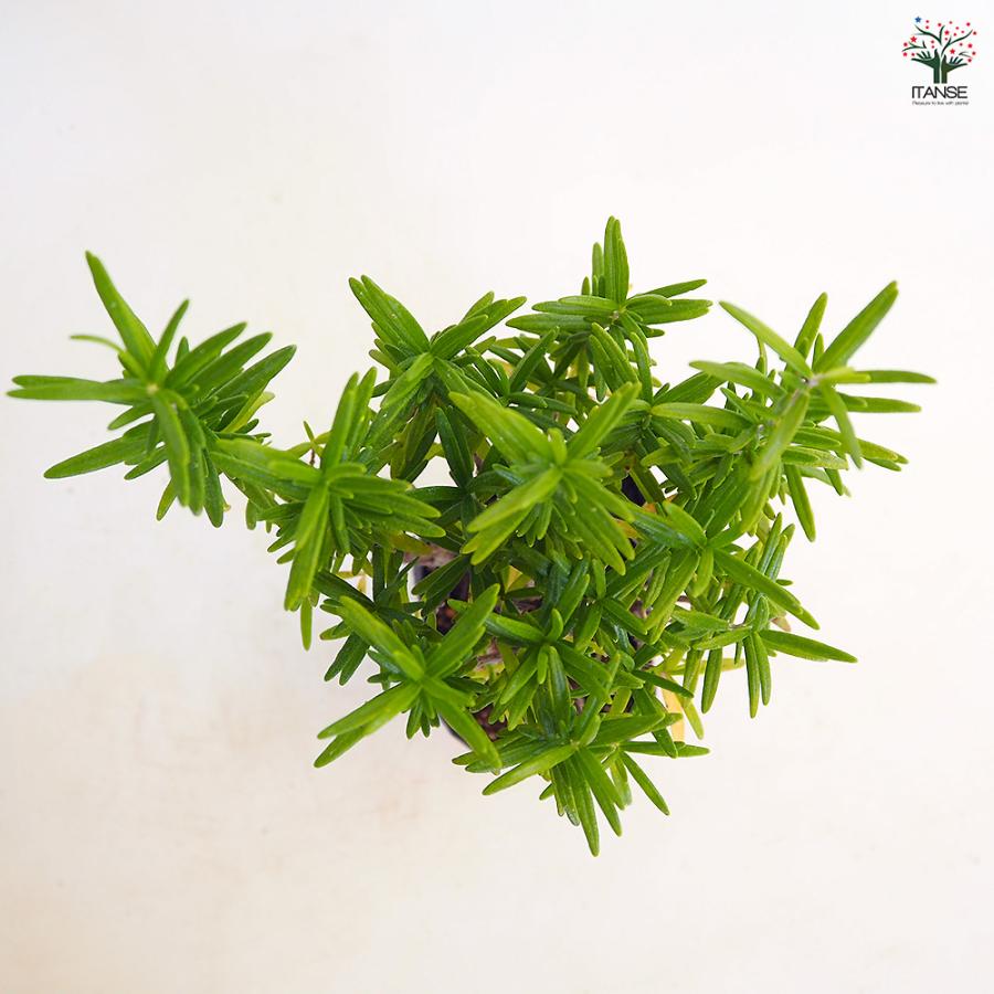ローズマリー レックス ハーブの苗 3号/1個売り ローズマリーの苗 herb