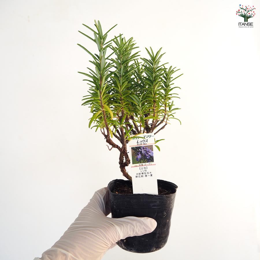 ローズマリー レックス ハーブの苗 3号/1個売り ローズマリーの苗 herb