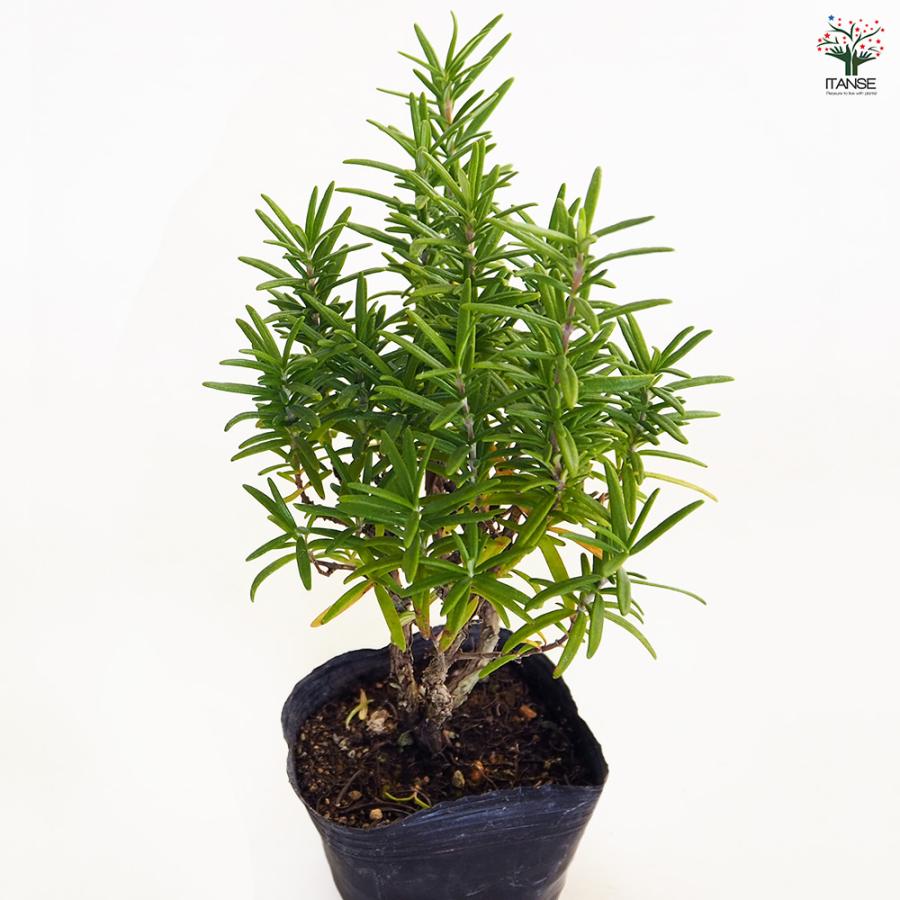 ローズマリー レックス ハーブの苗 3号/1個売り ローズマリーの苗 herb