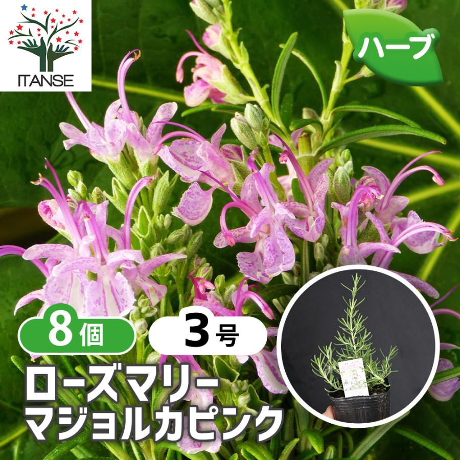 ITANSE ハーブ苗 ローズマリー マジョルカピンク 9cmポット お買い得8