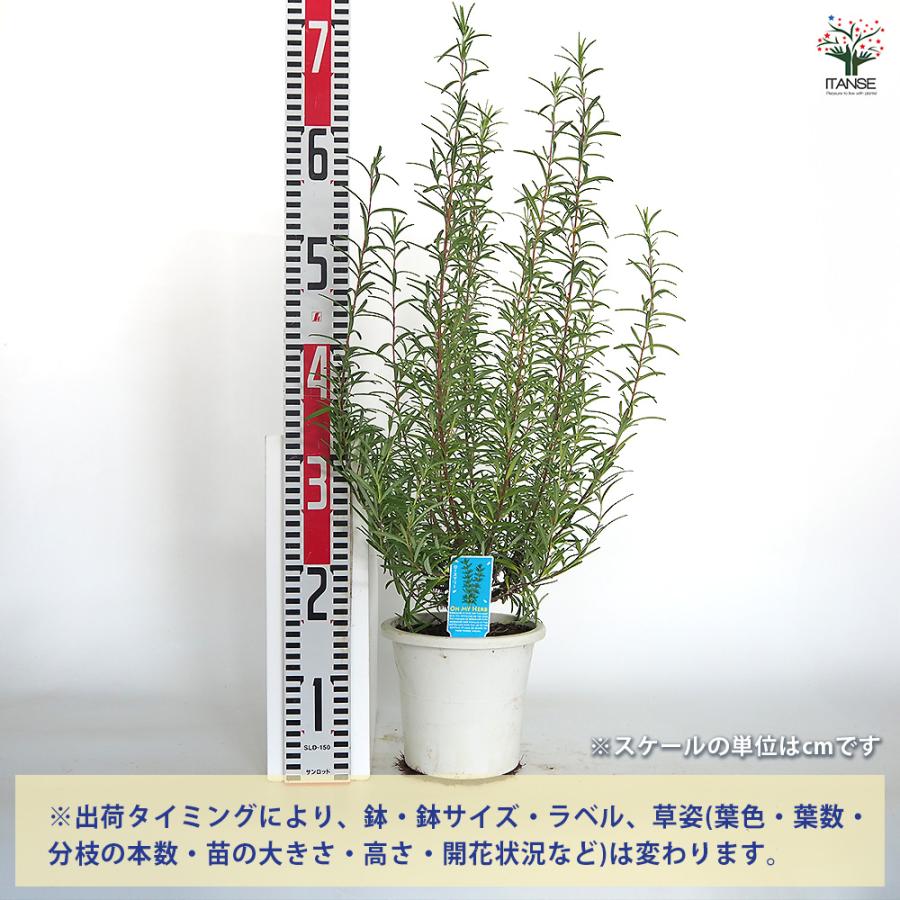 ★ローズマリーページ★ ローズマリー 立性 ハーブの苗 5号/1個売り ローズマリーの苗 herb