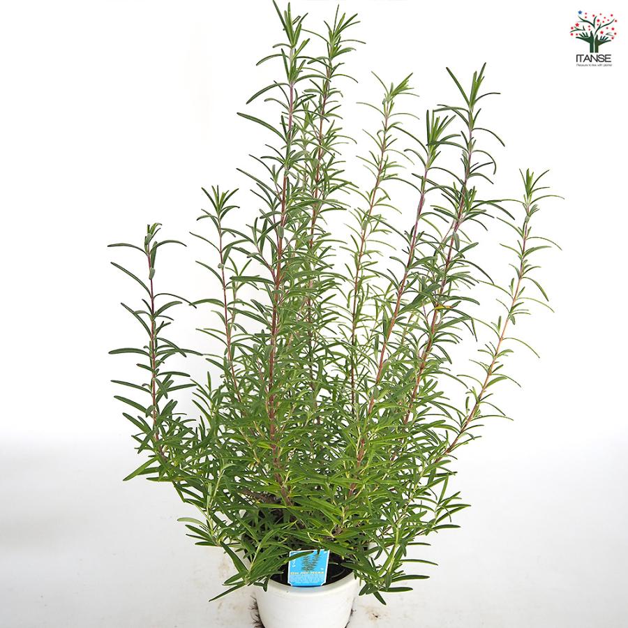 ローズマリー 立性 ハーブの苗 5号/1個売り ローズマリーの苗 herb
