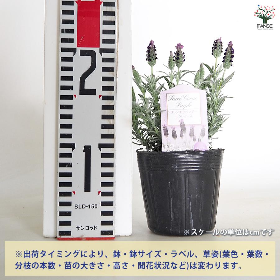 フレンチラベンダー サクレクール パープル ハーブの苗 3.5号/1個売り