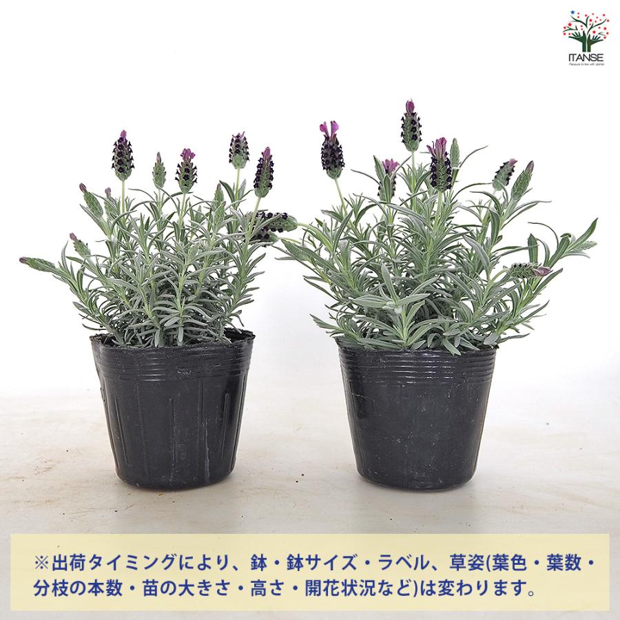 フレンチラベンダー サクレクール パープル ハーブの苗 3.5号/1個売り