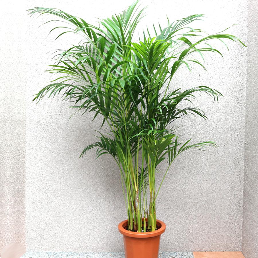 m*n様 耐陰性◎ インテリア向け人気観葉植物【アレカヤシ】大型サイズ 室内南国 m*n様 耐陰性◎ インテリア向け人気観葉植物【アレカヤシ】大型