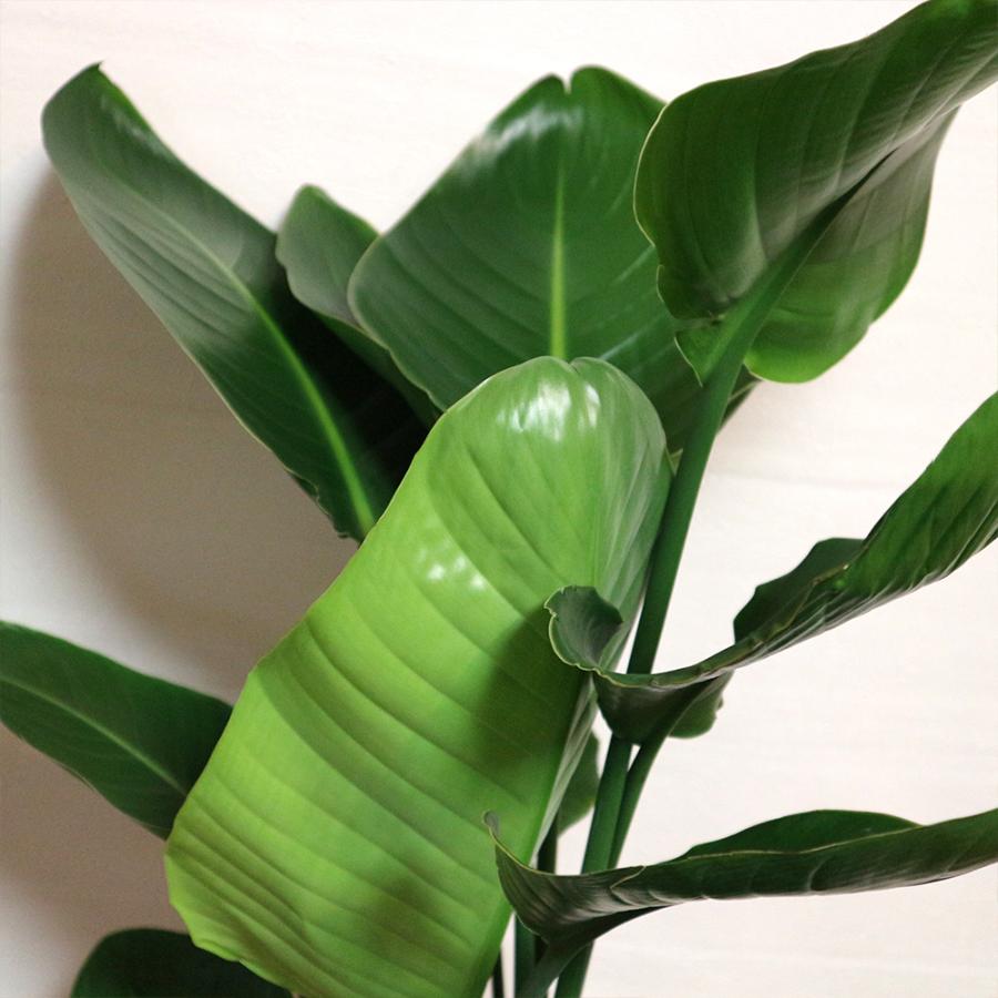 ITANSE 観葉植物 ストレリチア・オーガスタ 8号鉢 Mサイズ 1個 人気