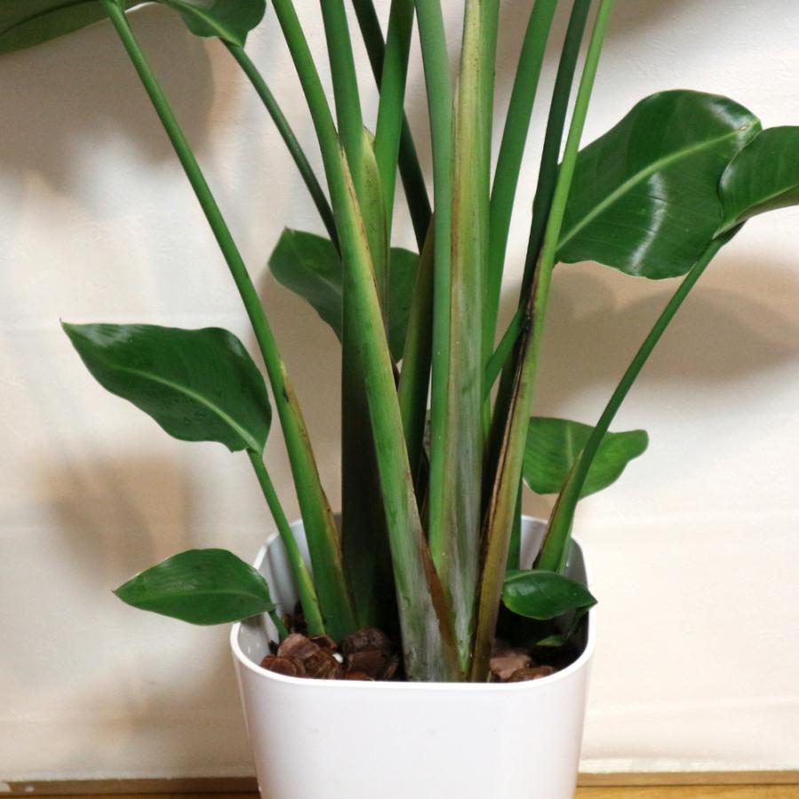 観葉植物 ストレリチア オーガスタ 8号鉢 Lサイズ 1個 人気 大型 おしゃれ インテリア 育てやすい 風水 送料無料 Kan 野菜苗 植物 青果物販売のitanse 通販 Yahoo ショッピング