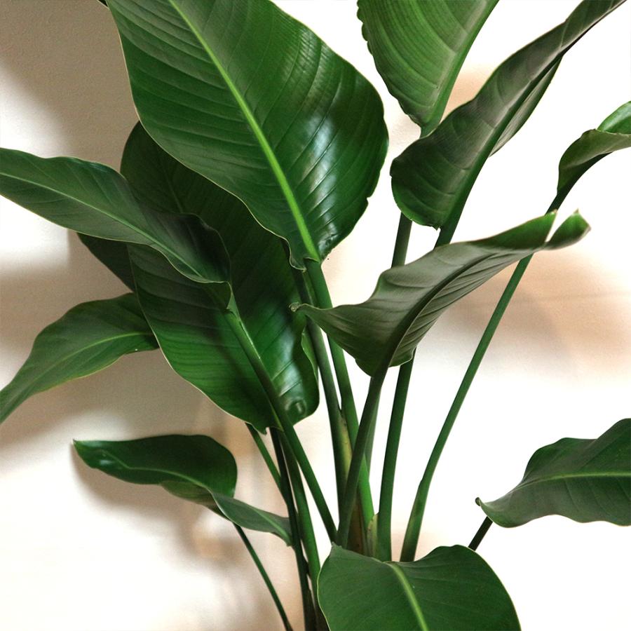 観葉植物 ストレリチア オーガスタ 8号鉢 Lサイズ 1個 人気 大型 おしゃれ インテリア 育てやすい 風水 送料無料 Kan 野菜苗 植物 青果物販売のitanse 通販 Yahoo ショッピング