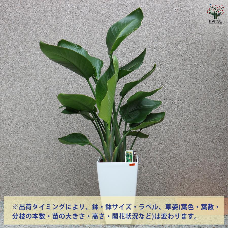 ITANSE 観葉植物 ストレリチア・オーガスタ 8号鉢 Lサイズ 1個 人気