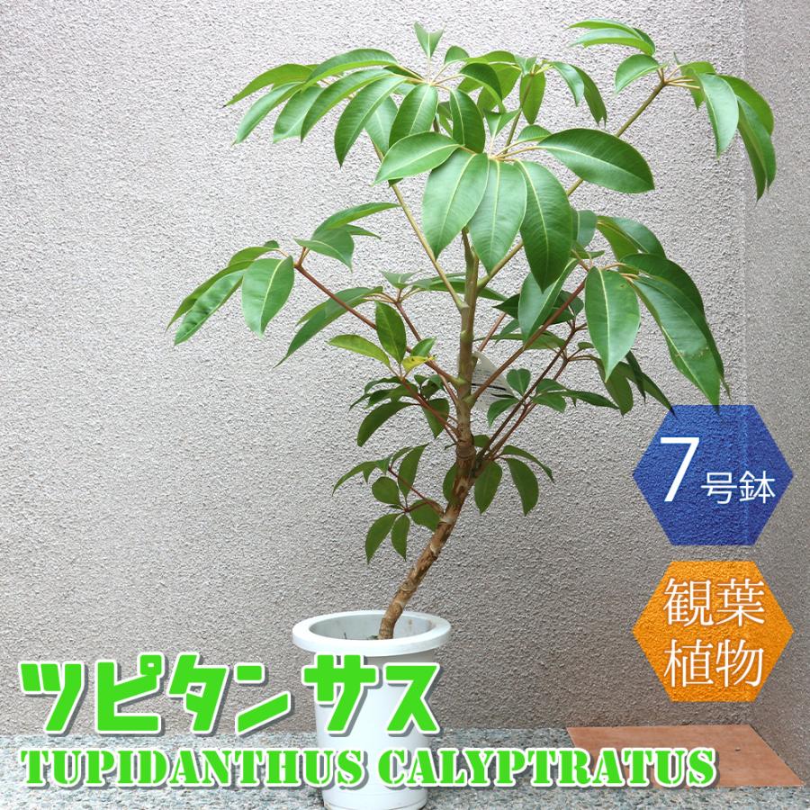 60 Off 観葉植物 ツピタンサス 7号鉢 1本立ち 1個 人気 大型 おしゃれ インテリア 育てやすい 風水 送料無料 史上最も激安 Www Amalgamatedplantations Co In