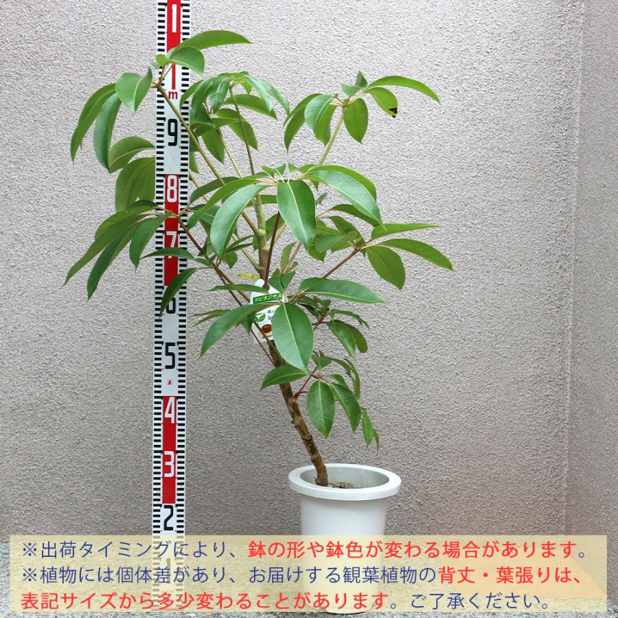 60 Off 観葉植物 ツピタンサス 7号鉢 1本立ち 1個 人気 大型 おしゃれ インテリア 育てやすい 風水 送料無料 史上最も激安 Www Amalgamatedplantations Co In