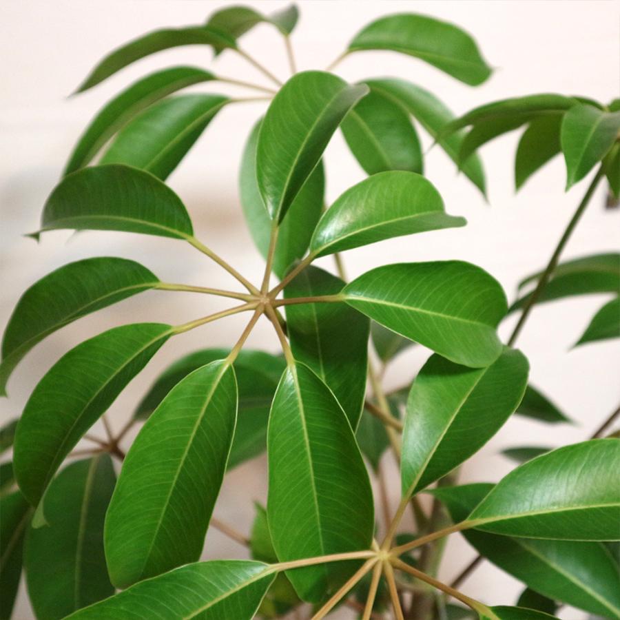 ITANSE 観葉植物 ツピタンサス 7号鉢 1本立ち 1個 人気 大型