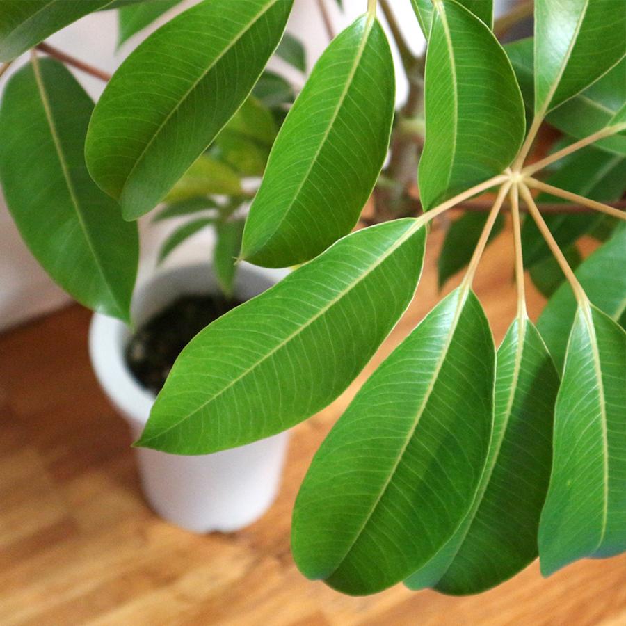 60 Off 観葉植物 ツピタンサス 7号鉢 1本立ち 1個 人気 大型 おしゃれ インテリア 育てやすい 風水 送料無料 史上最も激安 Www Amalgamatedplantations Co In