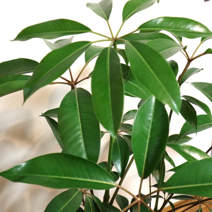 観葉植物 ツピタンサス 8号鉢 2 3本立ち 1個 人気 大型 おしゃれ インテリア 育てやすい 風水 送料無料 Kan 野菜苗 植物 青果物販売のitanse 通販 Yahoo ショッピング