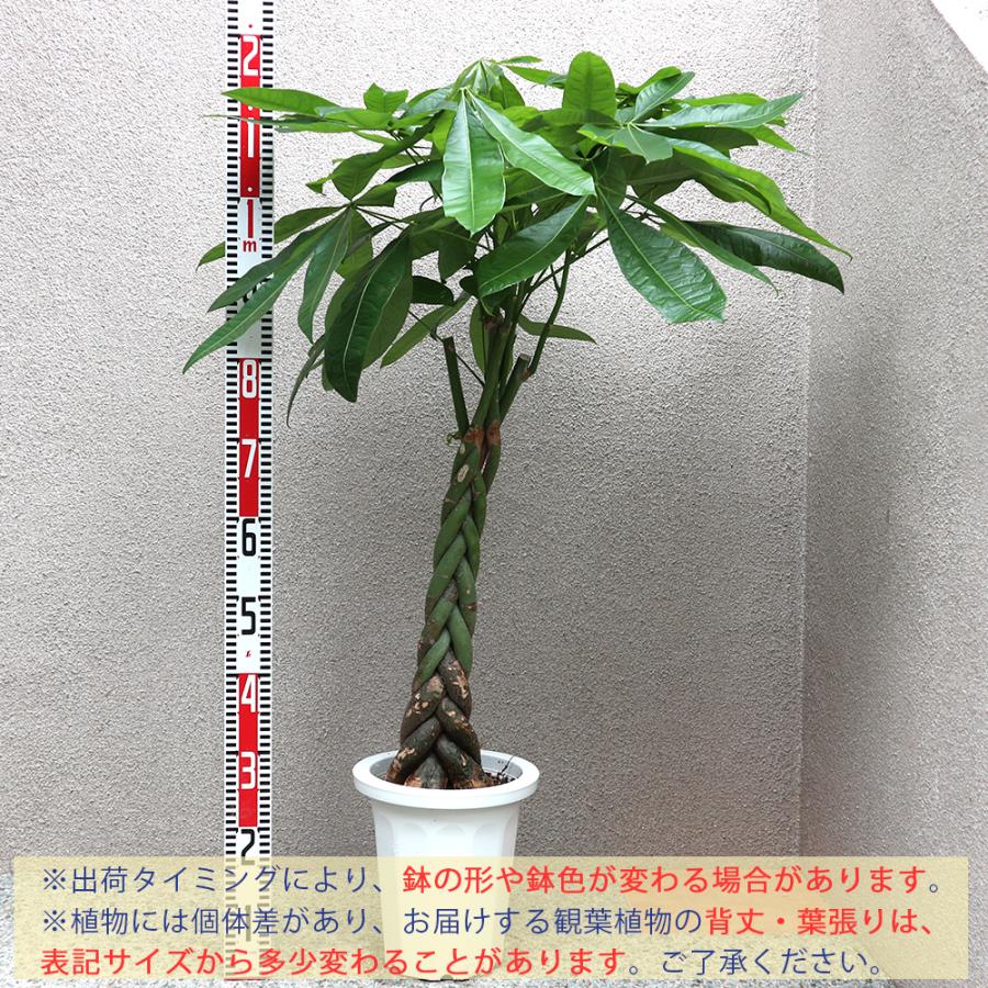 特選 観葉植物 パキラ 網み 8寸 現品］25番 パキラ 編み込み 8号 観葉