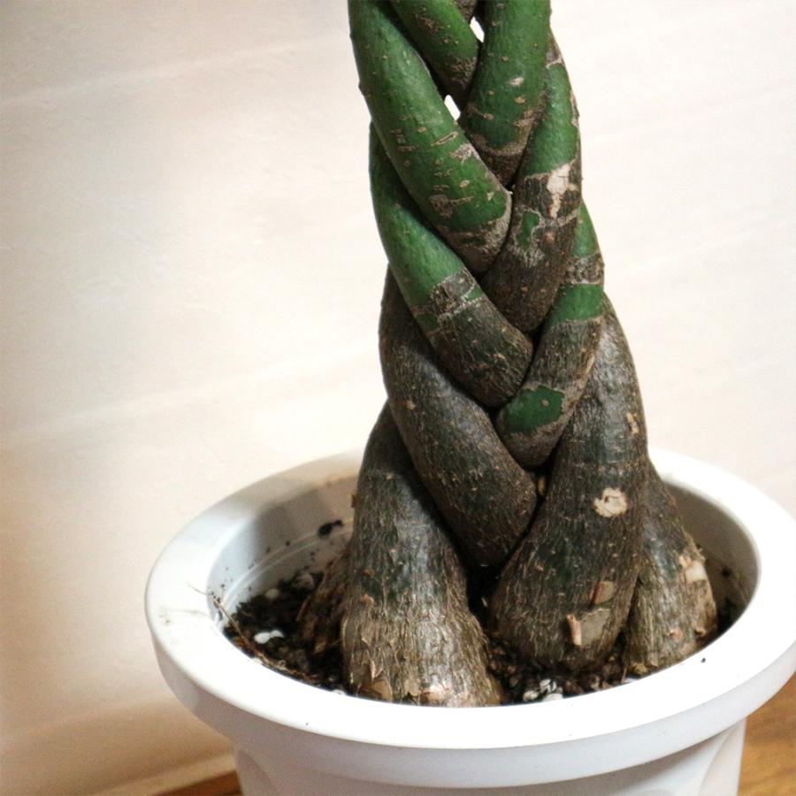 大注目 観葉植物 パキラ 8号鉢 1個 人気 大型 おしゃれ インテリア 育てやすい 風水 送料無料 Kan000 野菜苗 植物 青果物販売のitanse 通販 Yahoo ショッピング お歳暮 Www Jolimmo Ch