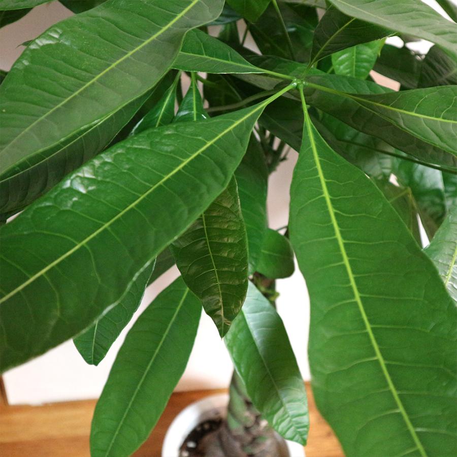 大注目 観葉植物 パキラ 8号鉢 1個 人気 大型 おしゃれ インテリア 育てやすい 風水 送料無料 Kan000 野菜苗 植物 青果物販売のitanse 通販 Yahoo ショッピング お歳暮 Www Jolimmo Ch