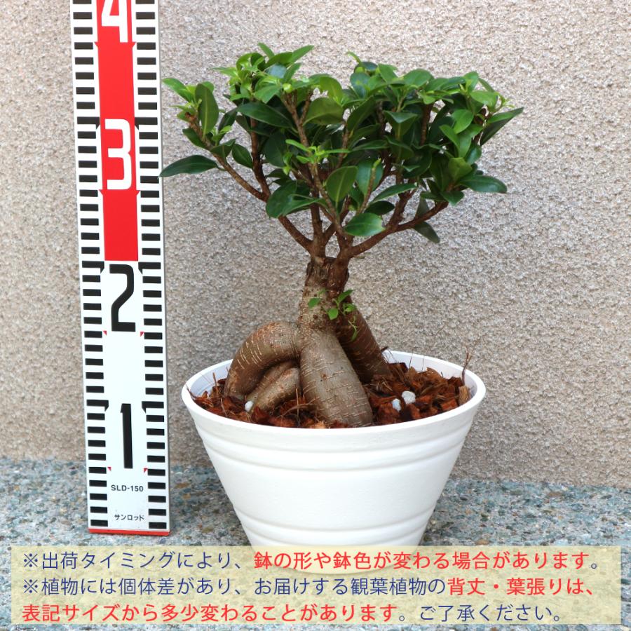 小葉ガジュマル　専用 ITANSE 観葉植物 ガジュマル 7号鉢 1個 人気 小型 おしゃれ インテリア