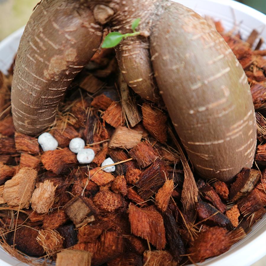 ITANSE 観葉植物 ガジュマル 7号鉢 1個 人気 小型 おしゃれ インテリア