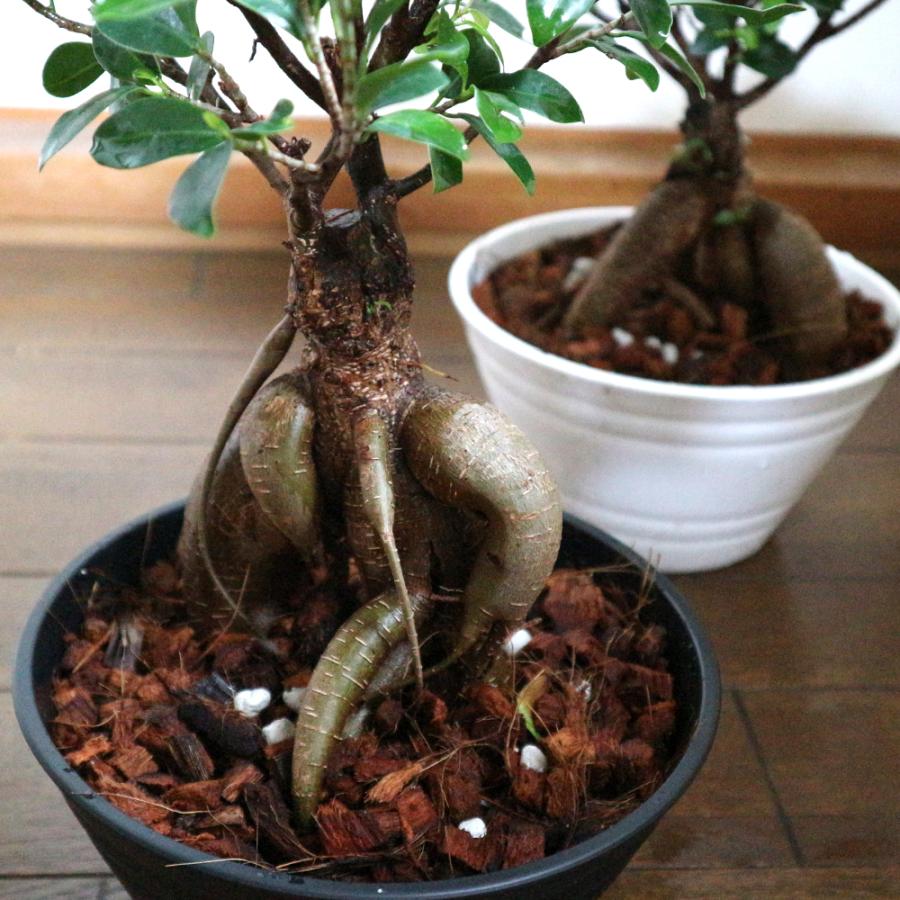 ITANSE 観葉植物 ガジュマル 7号鉢 1個 人気 小型 おしゃれ インテリア