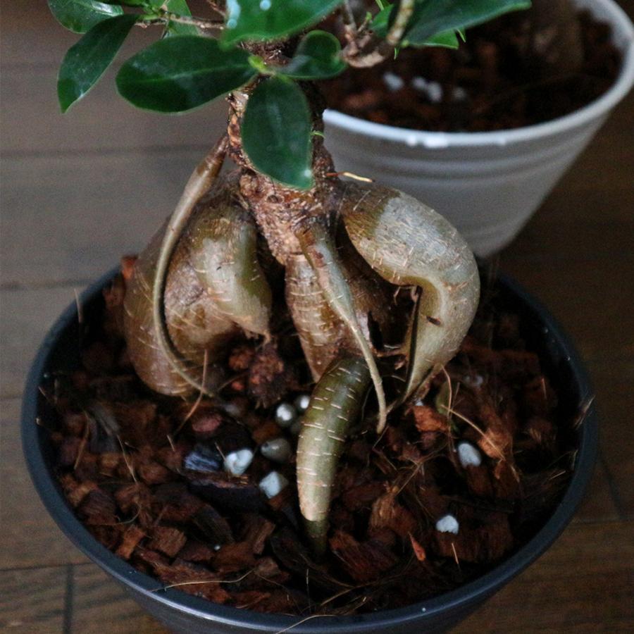 小葉ガジュマル　専用 ITANSE 観葉植物 ガジュマル 7号鉢 1個 人気 小型 おしゃれ インテリア