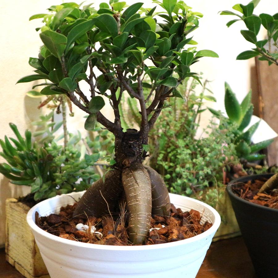 ITANSE 観葉植物 ガジュマル 7号鉢 1個 人気 小型 おしゃれ インテリア