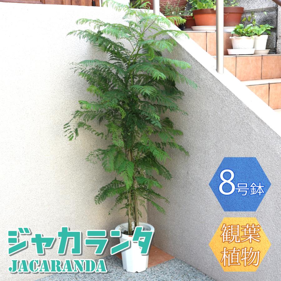 観葉植物 ジャカランタ 8号鉢 1個 人気 大型 おしゃれ インテリア 育てやすい 風水 送料無料 Kan 野菜苗 植物 青果物販売のitanse 通販 Yahoo ショッピング