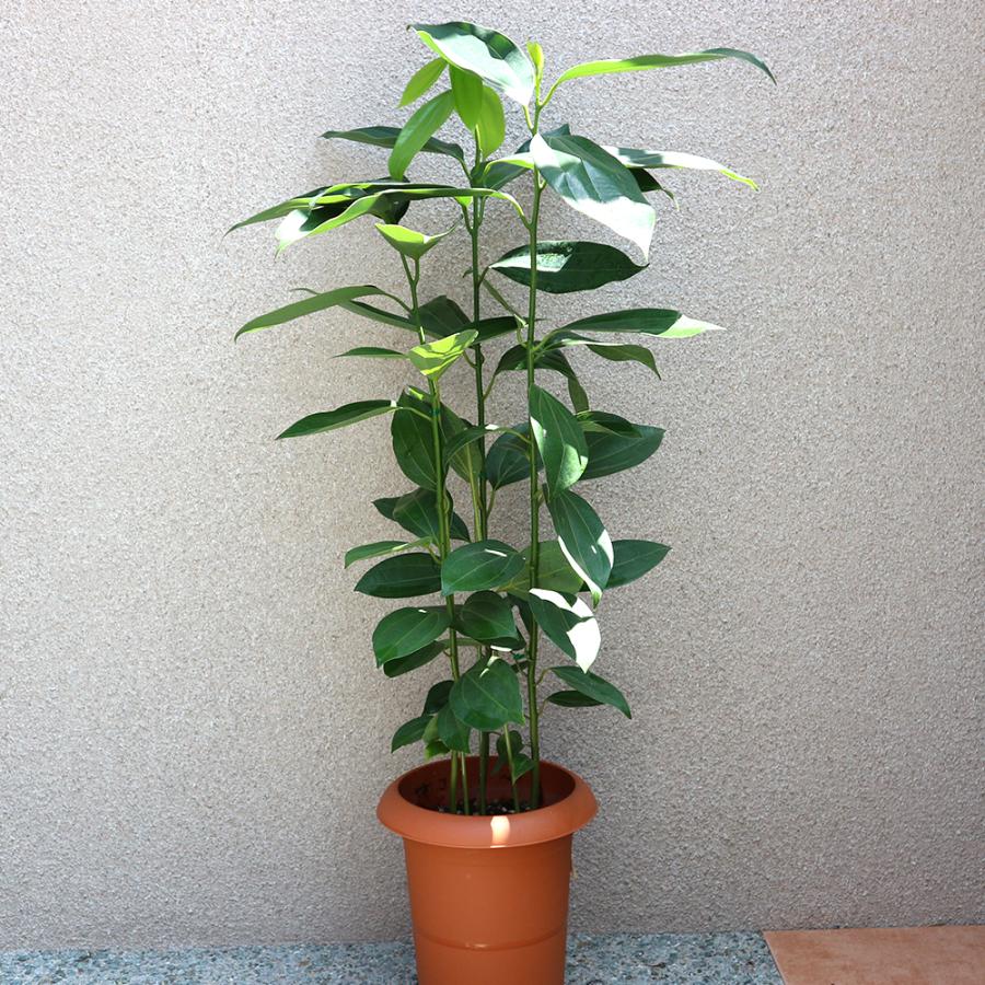 アニメ風観葉植物 つやつや新芽を続々展開中? オオタニワタリ アスプレニウム 4号 観葉