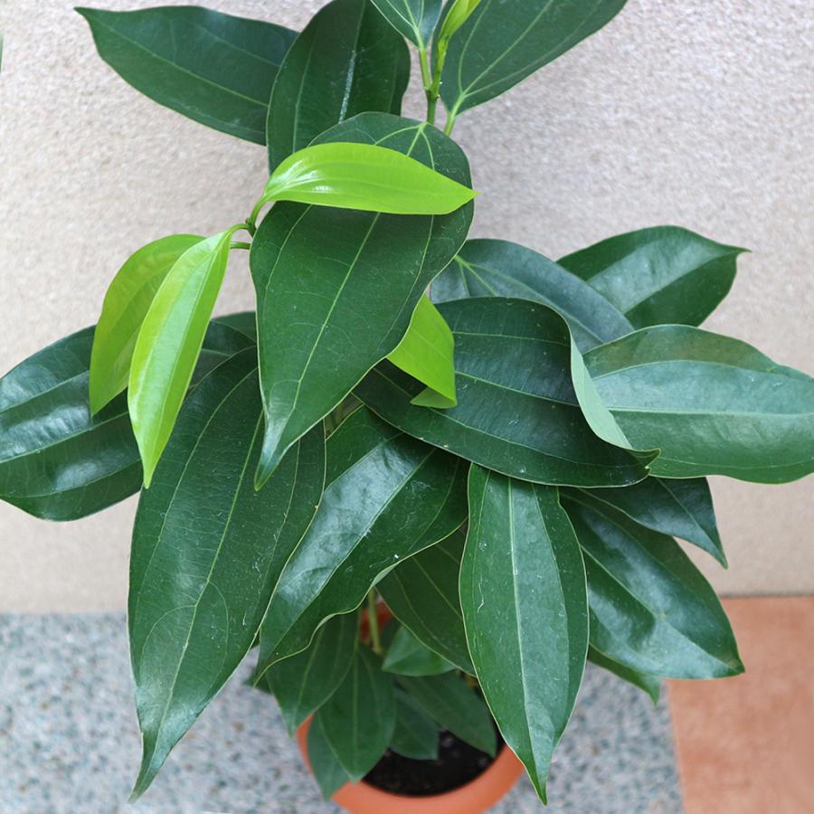 シナモン 観葉植物 おしゃれ 美品 限定 ITANSE 観葉植物 シナモン 7号鉢 1個 人気 中型 おしゃれ インテリア