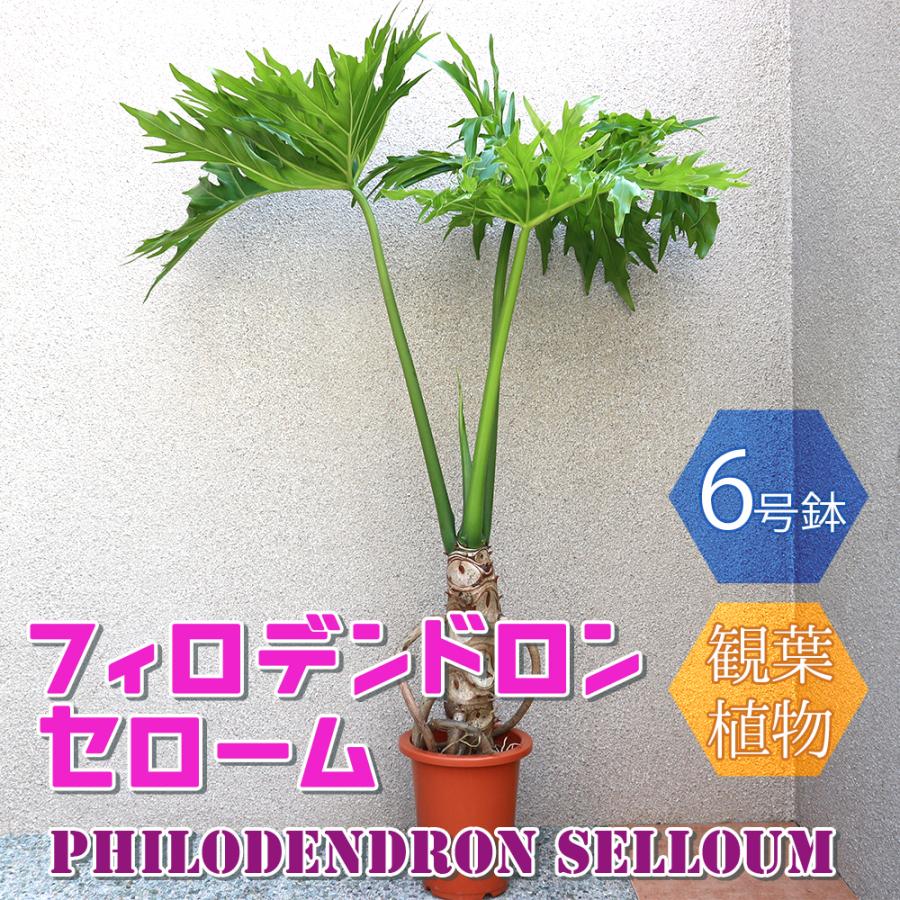 観葉植物 フィロデン ドロン 6号鉢 1個 人気 中型 おしゃれ インテリア 育てやすい 風水 送料無料 Kan 野菜苗 植物 青果物販売のitanse 通販 Yahoo ショッピング