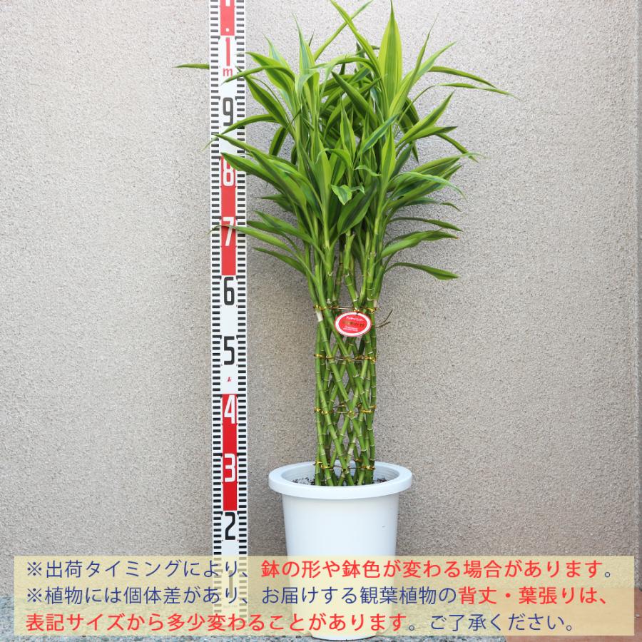 ドラセナ・サンデリアーナ ゴールド 7号 高さ約110cm 観葉植物 大型 ITANSE 観葉植物 サンデリアーナ・ゴールド 7号鉢 1個 人気 中型