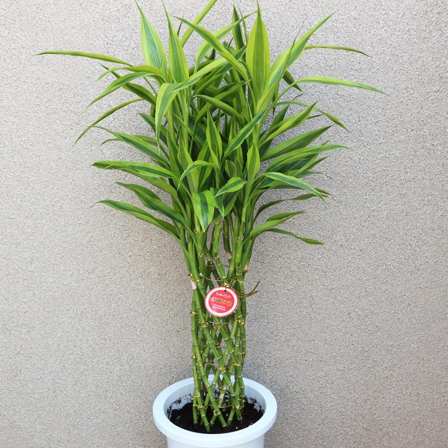 ITANSE 観葉植物 サンデリアーナ・ゴールド 7号鉢 1個 人気 中型