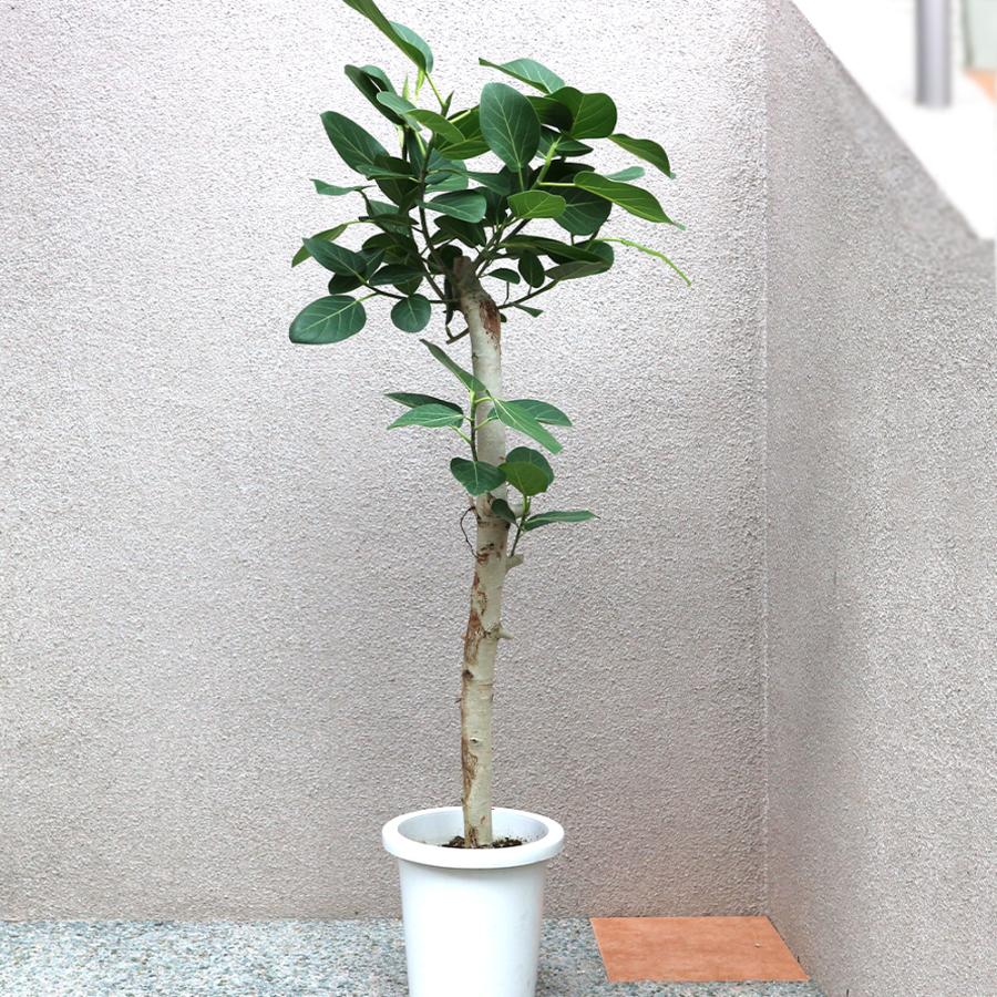 ITANSE 観葉植物 フィカス ベンガレンシス 8号鉢 1個 人気 中型 ITANSE 観葉植物 フィカス ベンガレンシス 8号鉢 1個 人気 中型