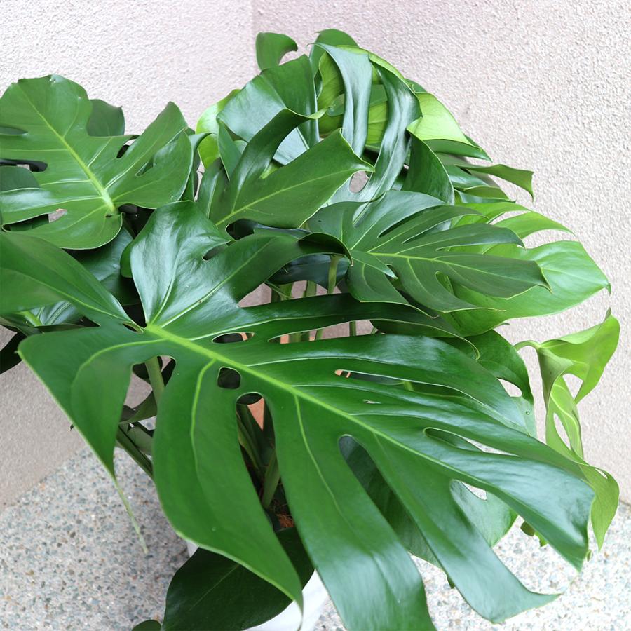観葉植物 モンステラ 8号鉢 1個 人気 中型 おしゃれ インテリア 育てやすい 風水 送料無料 Kan 野菜苗 植物 青果物販売のitanse 通販 Yahoo ショッピング