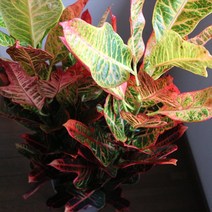 観葉植物 クロトン エクセレント 7号鉢 1個 人気 中型 おしゃれ インテリア 育てやすい 風水 送料無料 Kan 野菜苗 植物 青果物販売のitanse 通販 Yahoo ショッピング