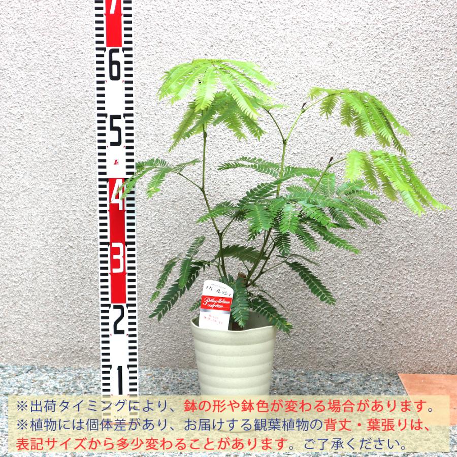 ITANSE 観葉植物 エバーフレッシュ(アカサヤネムノキ) 5号鉢 1個 人気 小型 おしゃれ インテリア 育てやすい 風水 送料無料 イタンセ公式｜itanse｜02