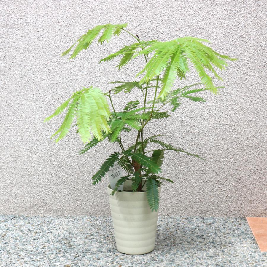 観葉植物 エバーフレッシュ アカサヤネムノキ 5号鉢 1個 人気 小型 おしゃれ インテリア 育てやすい 風水 送料無料 Kan 野菜苗 植物 青果物販売のitanse 通販 Yahoo ショッピング