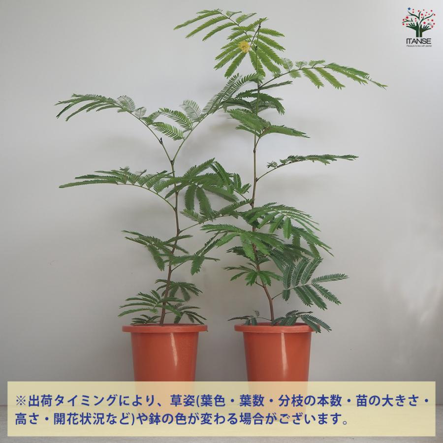 エバーフレッシュ　観葉植物 父の日】観葉植物「エバーフレッシュ」（3.5寸） | 商品詳細 | 高島屋