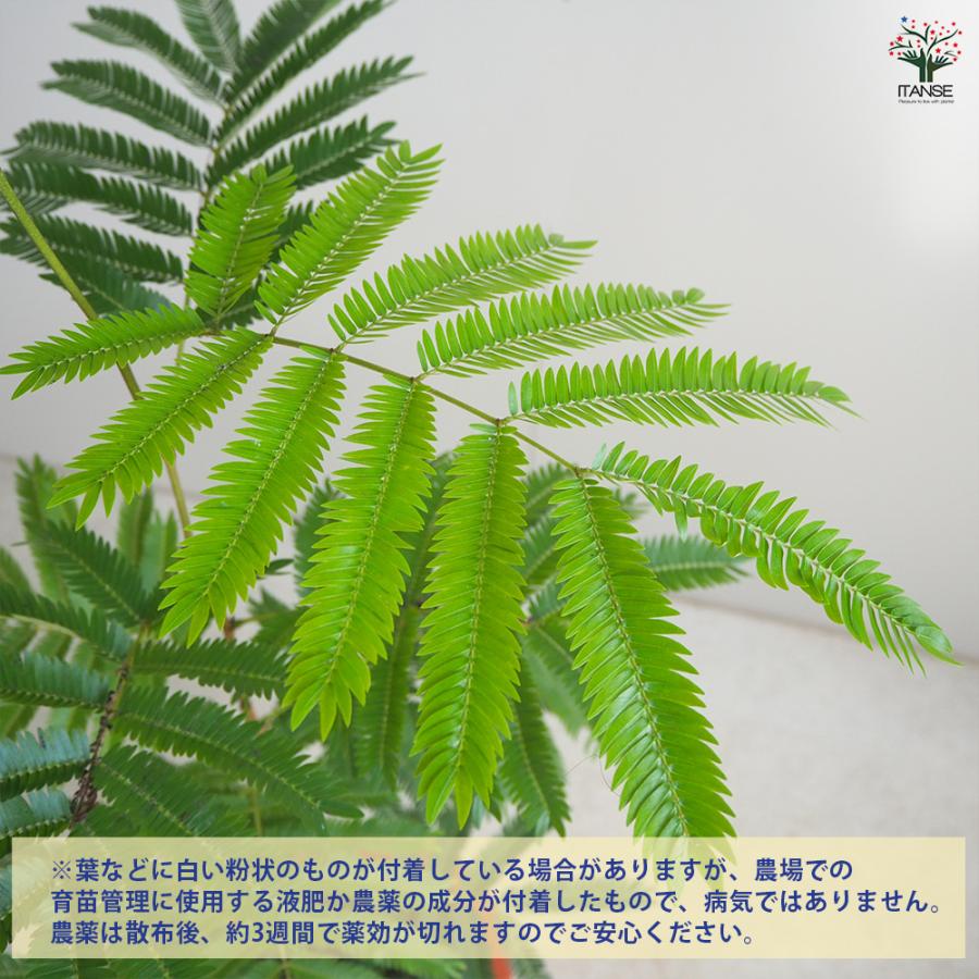 ITANSE エバーフレッシュ (アカサヤネムノキ) 観葉植物 5号鉢 1個売り