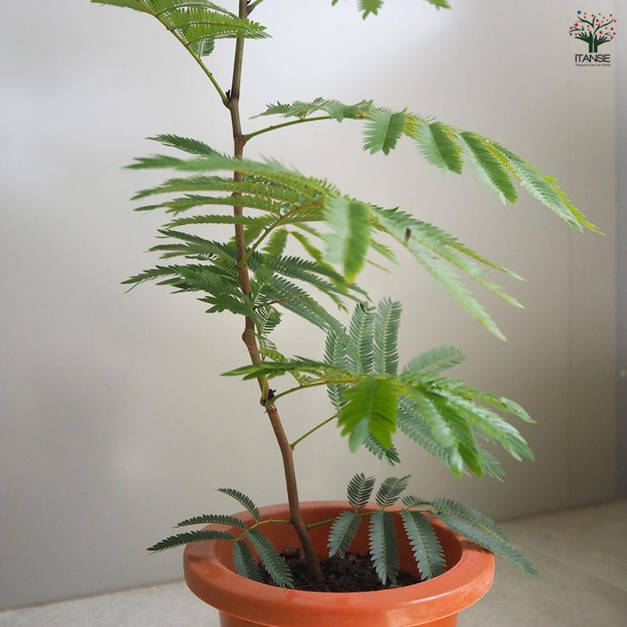 ITANSE 観葉植物 エバーフレッシュ(アカサヤネムノキ) 5号鉢 1個 人気