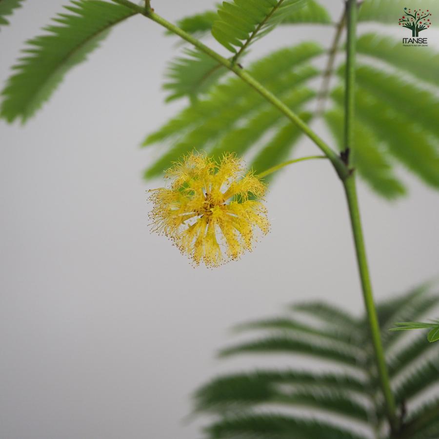 ITANSE 観葉植物 エバーフレッシュ(アカサヤネムノキ) 5号鉢 1個 人気