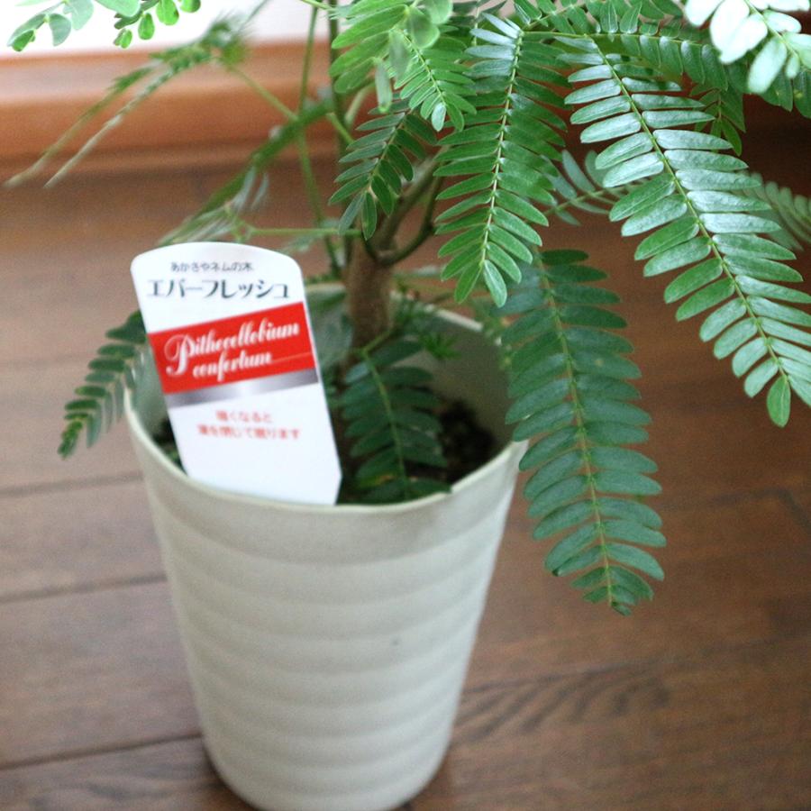 ITANSE 観葉植物 エバーフレッシュ(アカサヤネムノキ) 5号鉢 1個 人気